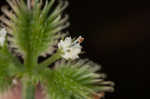 Canadian blacksnakeroot